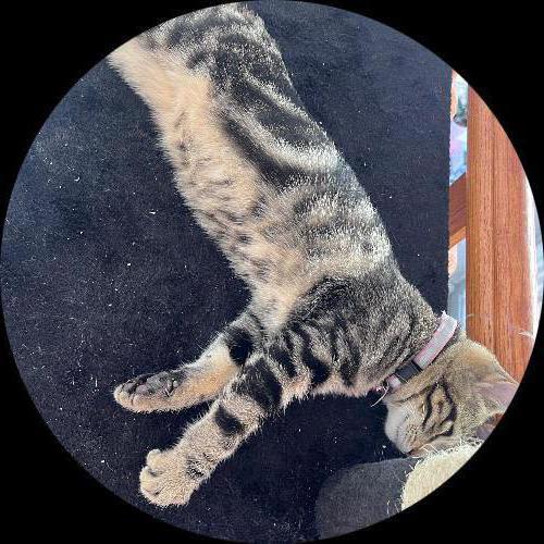 Sweetly.cat: Coco (Koper, Slovenia)