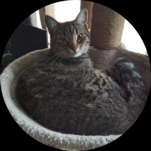 Sweetly.cat: Jasper (Canada, Canada)