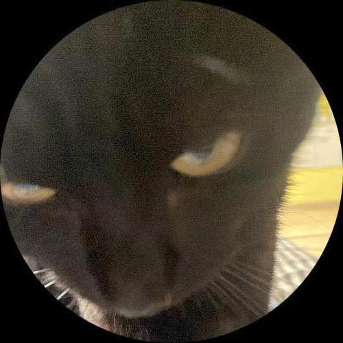 Sweetly.cat: Rodrigo (Zagreb, Croatia)