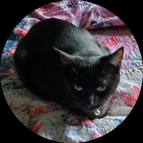 Sweetly.cat: Jinx (United States of America)