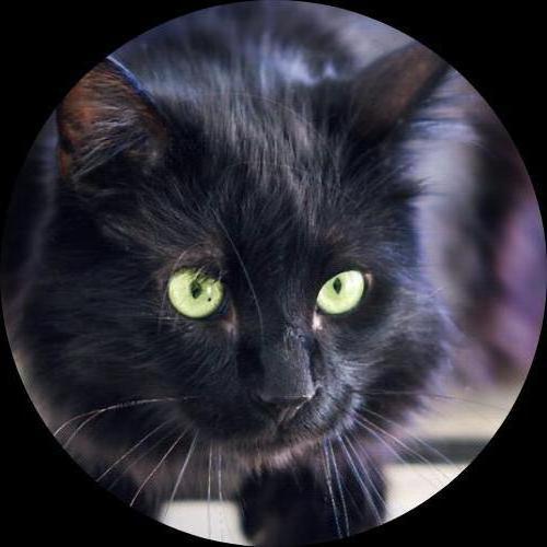 Sweetly.cat: Betsy (Sicily, Italy)