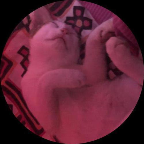 Sweetly.cat: mew (Nawalpur, Nepal)