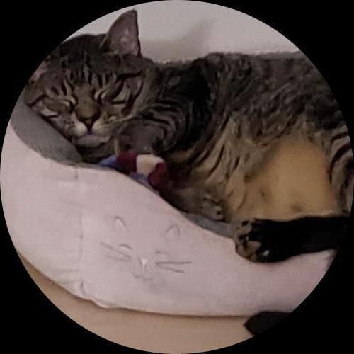 Sweetly.cat: Suki (Florida, United States of America)