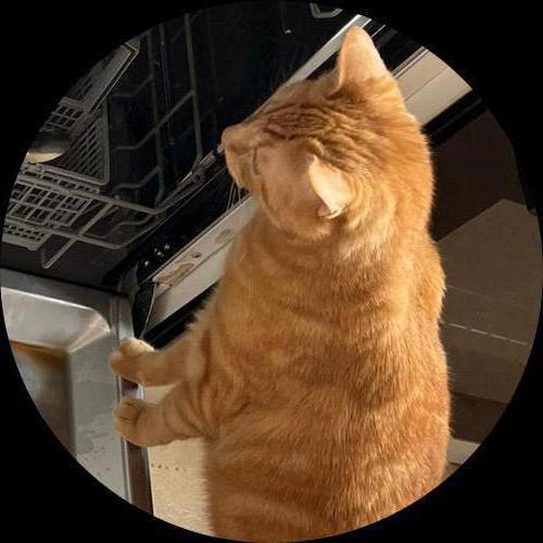 Sweetly.cat: Nooky (Pessac, France)