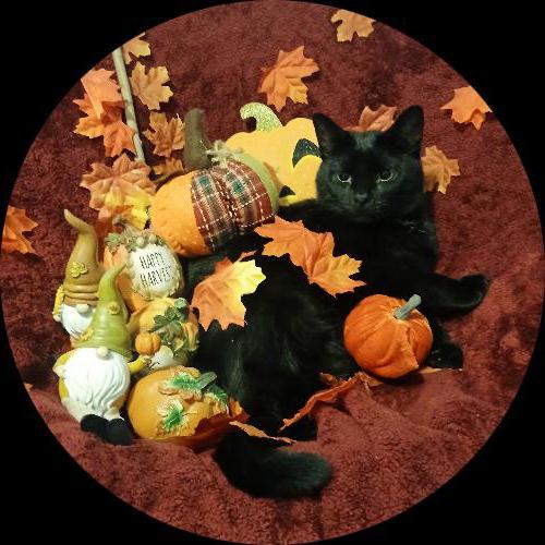 Sweetly.cat: Raja (420 crown hill road, Dominican Republic)