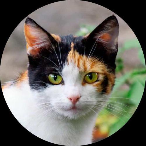 Sweetly.cat: Scratchy (Sydney, Australia)