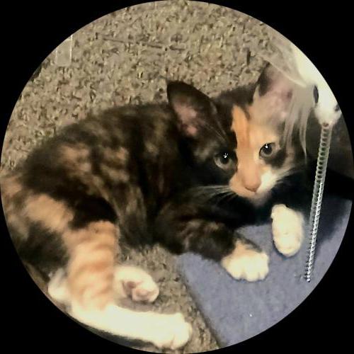 Sweetly.cat: Angel (United States, United States of America)