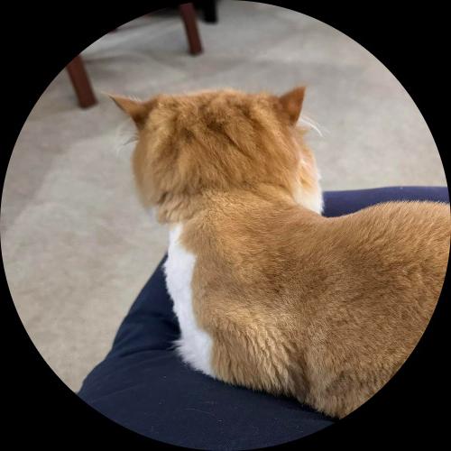 Sweetly.cat: Gizmo (United States, United States of America)