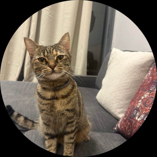 Sweetly.cat: Sierra (Israel)